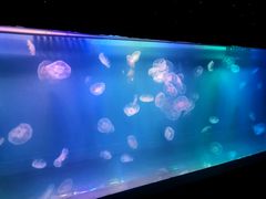 -左海海底世界
