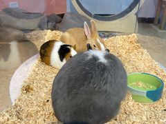 -喵宠乐园·撸猫互动·猫舍