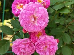 -九里河湿地公园