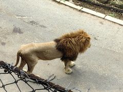 -大连森林动物园