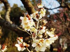 -梅花山(明孝陵内)