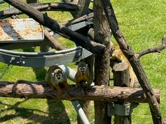 -西霞口神雕山野生动物世界