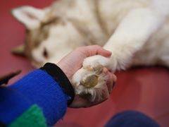 -和它·交个朋友·狗咖猫咖(爱琴海店)