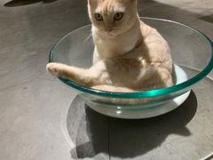 -more than meow吴止猫主题餐厅(承德 中船汇店)