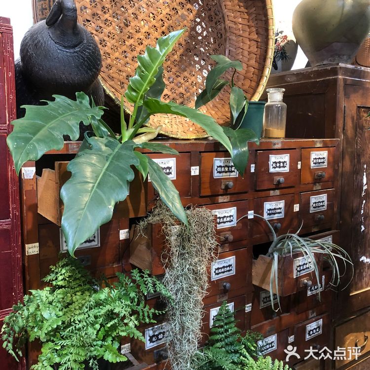 成都｜茂密植被拍照📷不累