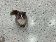 -喵园·猫主题咖啡厅·撸猫·猫咖(国贸店)