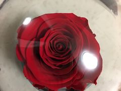 -ROSEONLY诺誓(国际广场购物中心店)