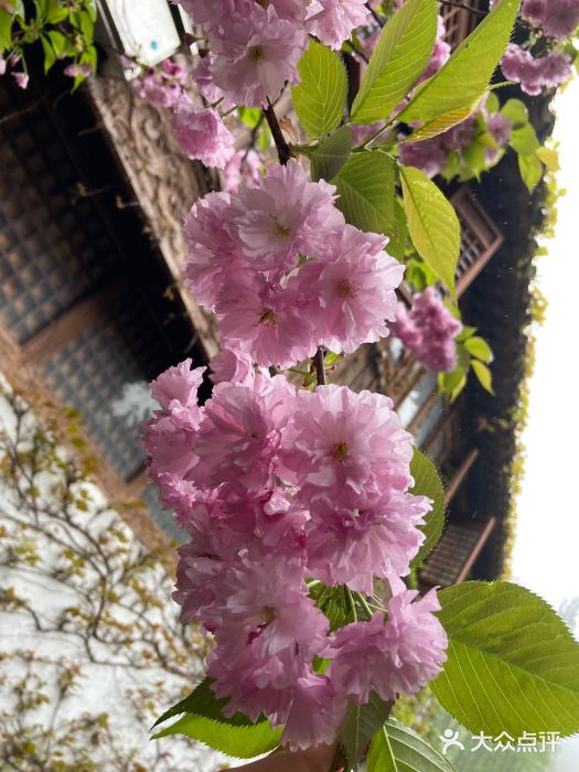 惠山古镇·寄畅园图片