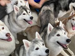 -TrueLove @ Neverland (Husky Cafe)