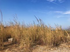 -海堤纪念公园