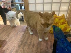 -小时光咖啡馆(开森度假森林店)