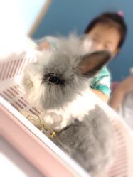 -Moni星球萌宠·小马宝莉·灵蛇·高端高阶全萌宠互动体验俱乐部(红豆国际广场店)