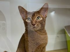 -青奢宠物·青奢猫舍