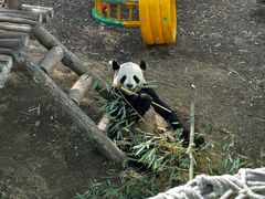 -栾川竹海野生动物园