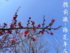 -花开海上生态园