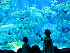 -芜湖新华联大白鲸海洋公园