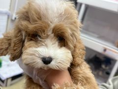 -翊宠yipet猫狗购宠庄园犬舍•猫舍