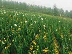 -荷兰花海
