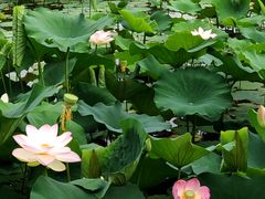 -莲花池公园