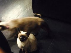 -吱咖啡西式简餐