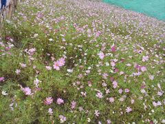 -木洞河街