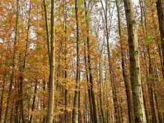 -桤木河湿地公园