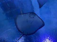 -海合安武汉极地海洋公园