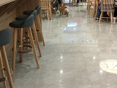 用餐区-柴犬小屋·柴餐厅·狗咖食堂(金鼎广场店)