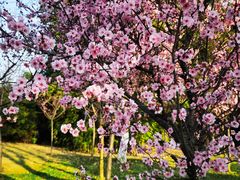 -眉山湿地公园(东坡区)