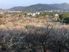 -香雪海