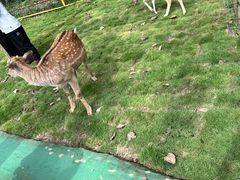 -合肥滨湖国家森林公园