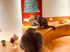 -有猫主题·治愈系猫咖(曾厝垵店)