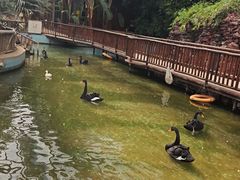-呀路古热带植物园