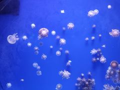 -海合安武汉极地海洋公园