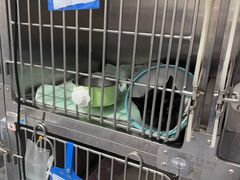 -瑞派名望志远动物医院·猫科·內科·异宠专科(直港大道店)