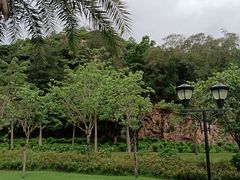 -野狸岛