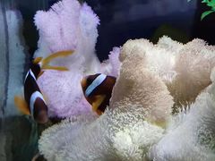 -太平洋海底世界