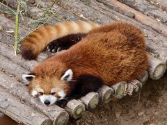 -大连森林动物园