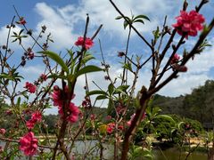 -南国桃园旅游度假区