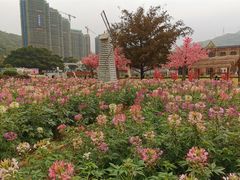 -玫瑰海岸文化旅游度假区