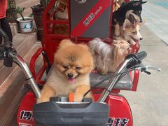 -柯斗斗主题餐厅·狗咖·围炉煮茶·茶饮(国瑞升平里店)