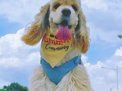 -萌宠之家·腊肠犬·马尔泰·小体犬舍