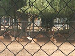 -北京麋鹿生态实验中心