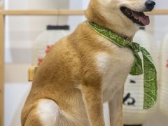 -柴迷FANS CLUB·柴犬狗咖·猫咖
