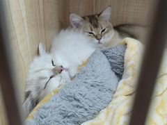 -山宅一喵德文卷毛猫舍