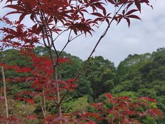 -广州市帽峰山景区