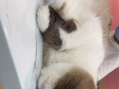 -喵园·猫主题咖啡厅·撸猫·猫咖(国贸店)