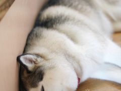 -Husky Go! 哈士奇体验馆·宠物咖啡厅狗咖