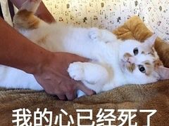 -田园小观园(武大店)