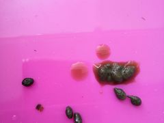 -北京观赏动物医院·24小时大型综合·猫专科·异宠专科